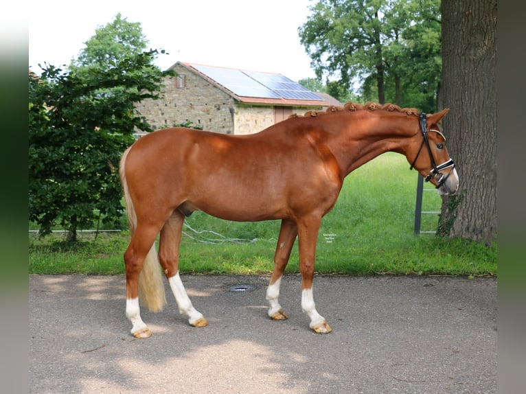 Deutsches Reitpony Wallach 3 Jahre 147 cm Fuchs in Recke, bei Osnabr&#xFC;ck