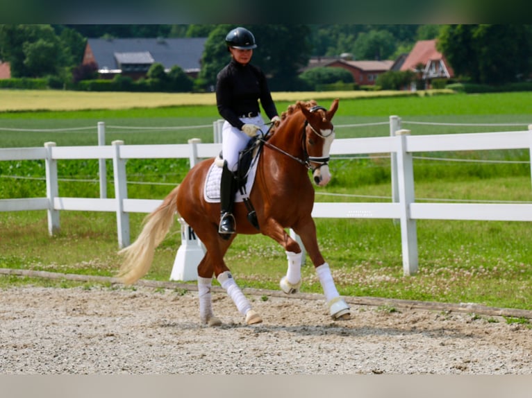 Deutsches Reitpony Wallach 3 Jahre 147 cm Fuchs in Recke, bei Osnabr&#xFC;ck