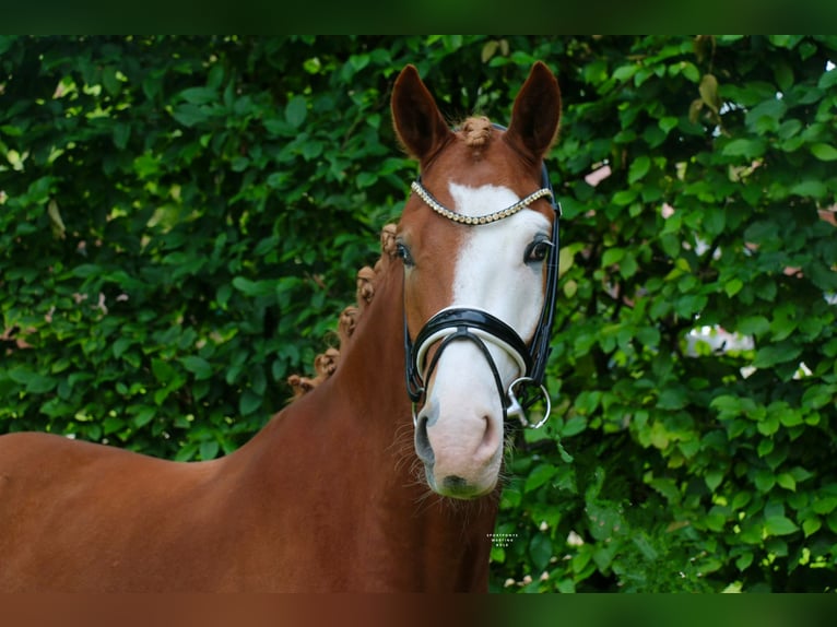Deutsches Reitpony Wallach 3 Jahre 147 cm Fuchs in Recke, bei Osnabr&#xFC;ck