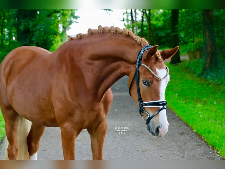 Deutsches Reitpony Wallach 3 Jahre 147 cm Fuchs in Recke, bei Osnabr&#xFC;ck