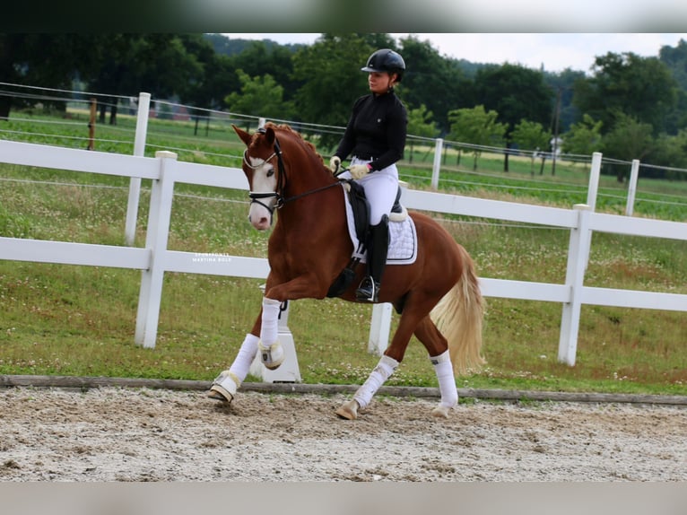 Deutsches Reitpony Wallach 3 Jahre 147 cm Fuchs in Recke, bei Osnabr&#xFC;ck