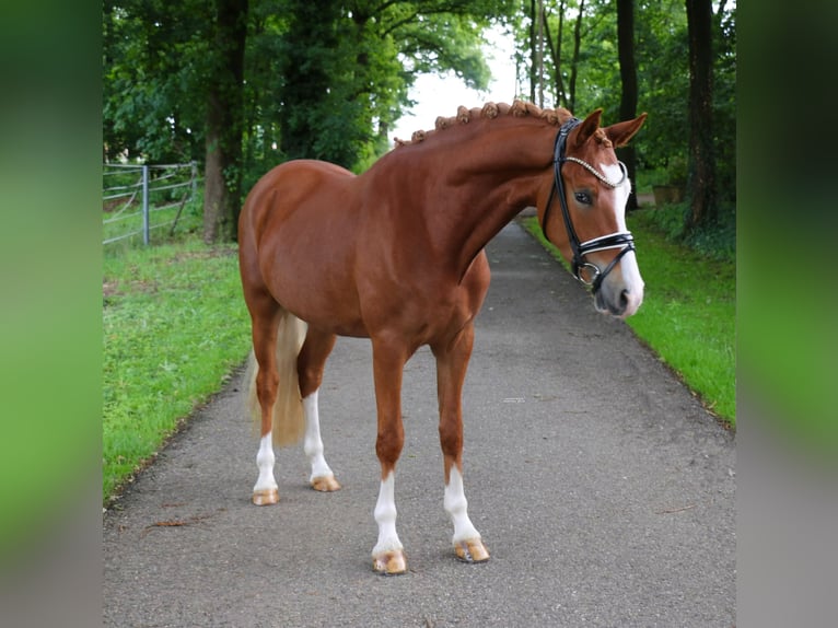 Deutsches Reitpony Wallach 3 Jahre 147 cm Fuchs in Recke, bei Osnabr&#xFC;ck