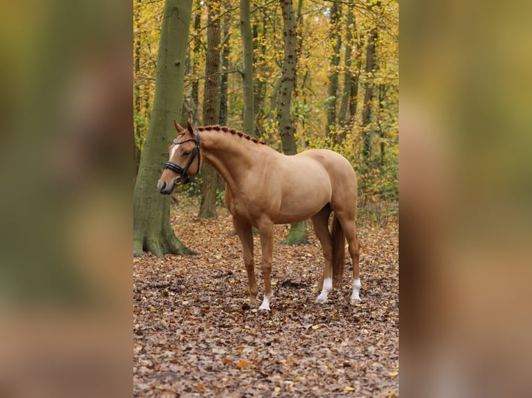 Deutsches Reitpony Wallach 3 Jahre 147 cm Fuchs in Heemskerk