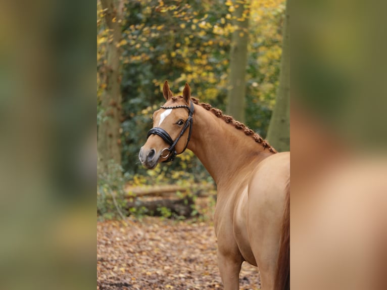 Deutsches Reitpony Wallach 3 Jahre 147 cm Fuchs in Heemskerk