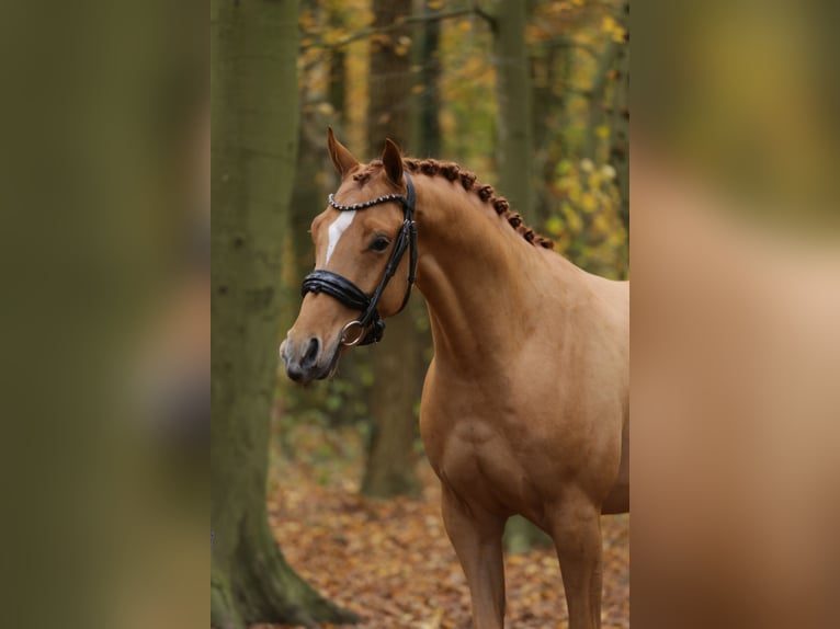 Deutsches Reitpony Wallach 3 Jahre 147 cm Fuchs in Heemskerk