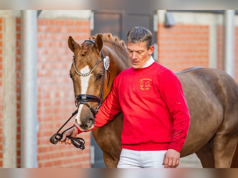 Deutsches Reitpony Wallach 3 Jahre 147 cm Fuchs in Neuenkirchen-Vörden