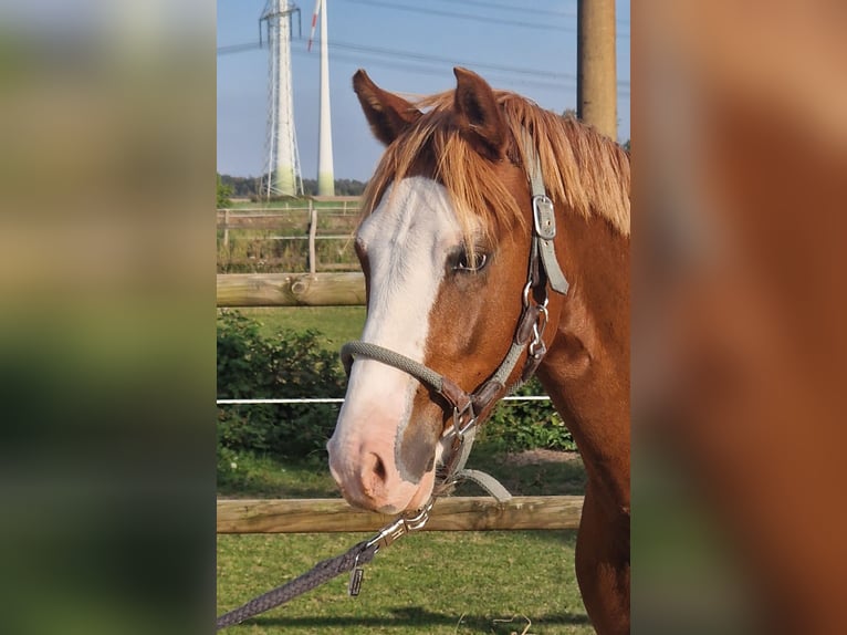 Deutsches Reitpony Wallach 3 Jahre 147 cm Fuchs in Trebbin