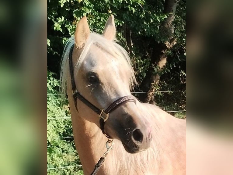 Deutsches Reitpony Wallach 3 Jahre 147 cm Palomino in Beverstedt