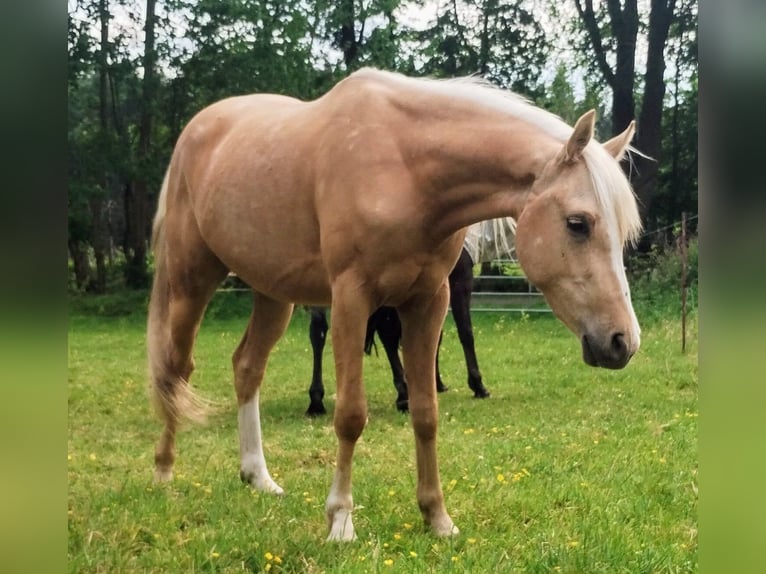 Deutsches Reitpony Wallach 3 Jahre 147 cm Palomino in Beverstedt