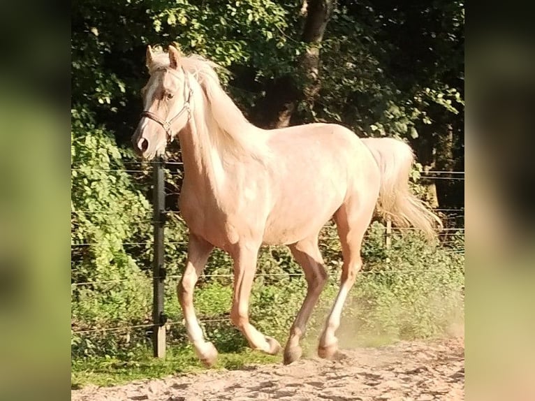 Deutsches Reitpony Wallach 3 Jahre 147 cm Palomino in Beverstedt