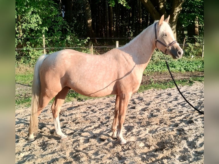 Deutsches Reitpony Wallach 3 Jahre 147 cm Palomino in Beverstedt