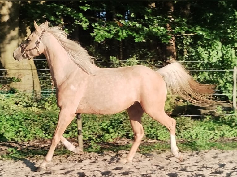 Deutsches Reitpony Wallach 3 Jahre 147 cm Palomino in Beverstedt