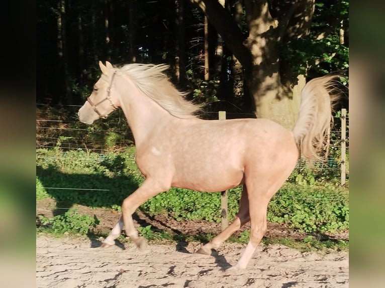 Deutsches Reitpony Wallach 3 Jahre 147 cm Palomino in Beverstedt