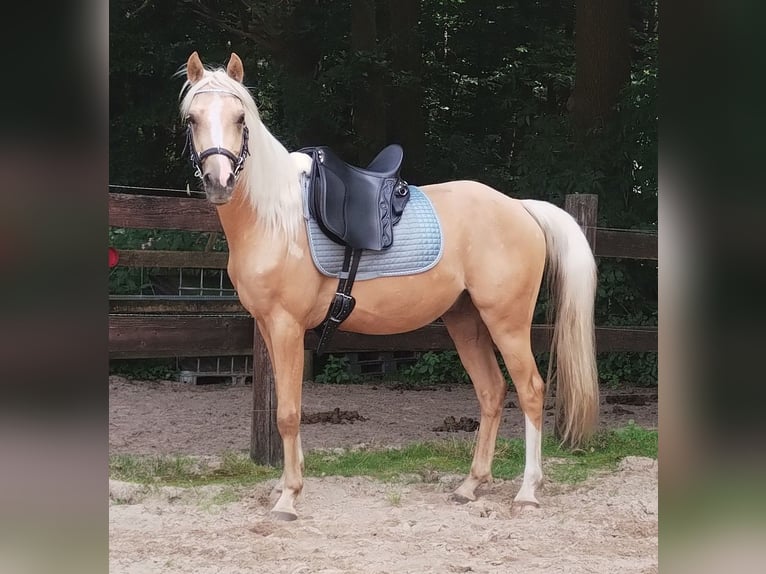 Deutsches Reitpony Wallach 3 Jahre 147 cm Palomino in Beverstedt