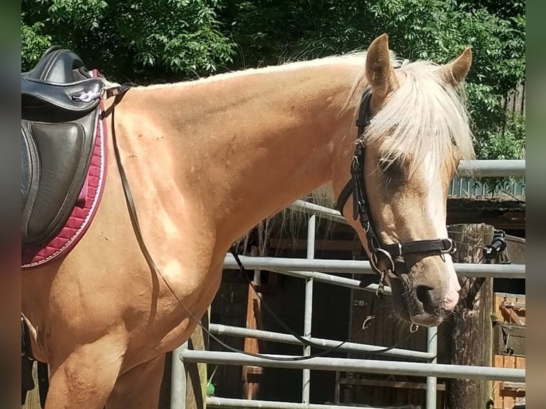 Deutsches Reitpony Wallach 3 Jahre 147 cm Palomino in Beverstedt