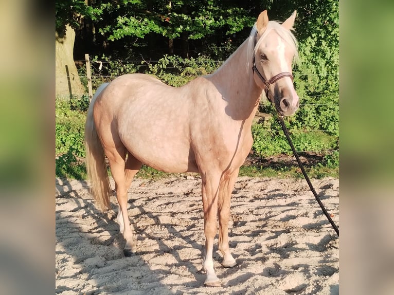 Deutsches Reitpony Wallach 3 Jahre 147 cm Palomino in Beverstedt