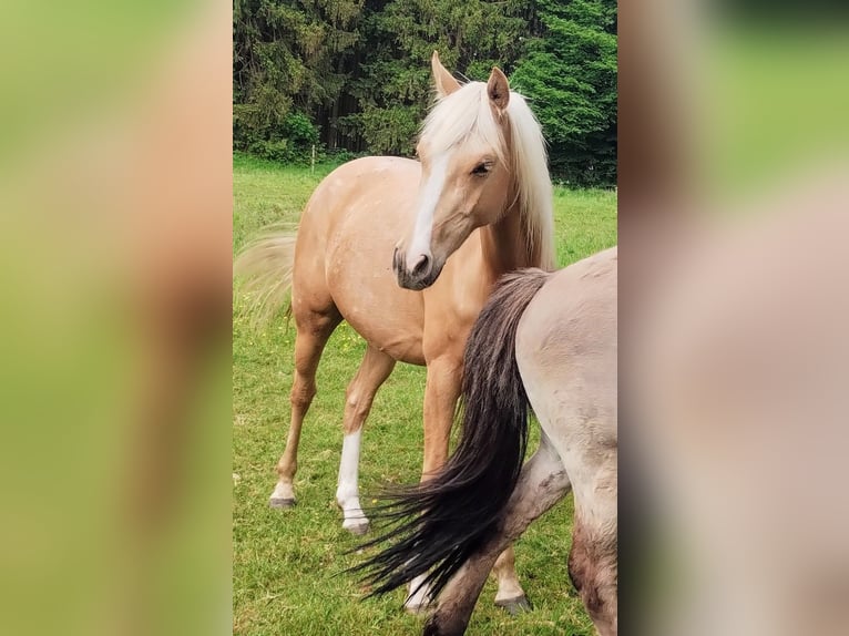 Deutsches Reitpony Wallach 3 Jahre 147 cm Palomino in Beverstedt