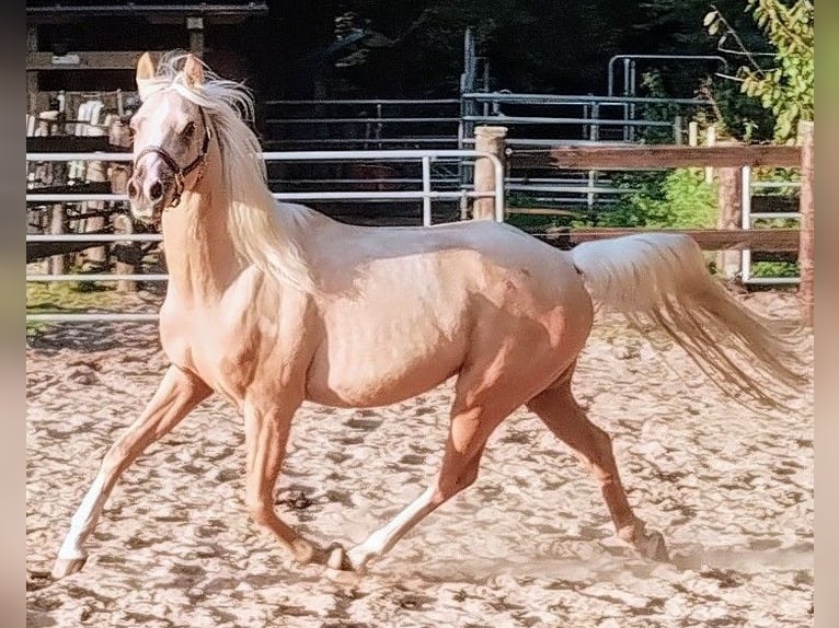 Deutsches Reitpony Wallach 3 Jahre 147 cm Palomino in Beverstedt