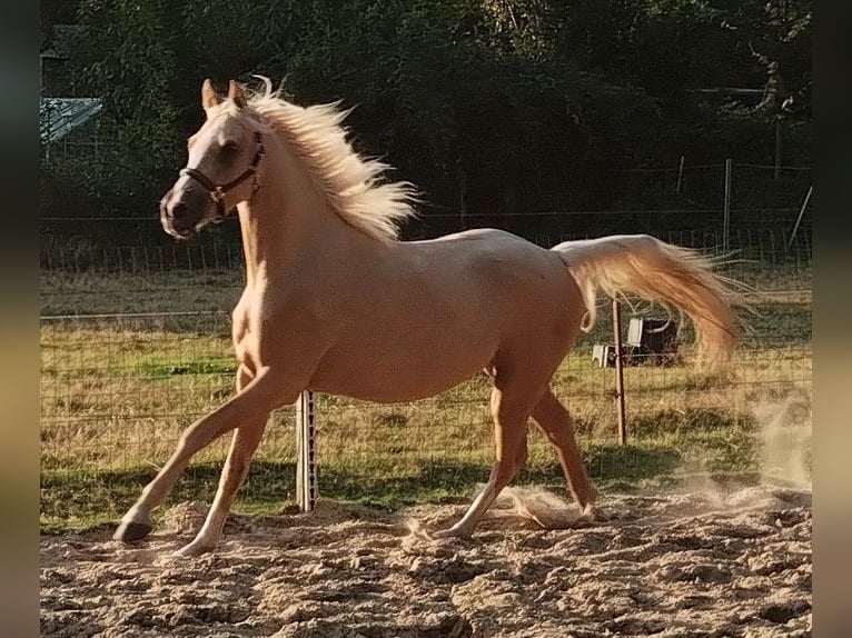 Deutsches Reitpony Wallach 3 Jahre 147 cm Palomino in Beverstedt