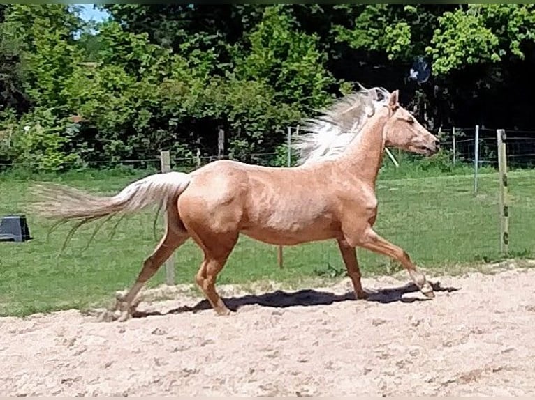 Deutsches Reitpony Wallach 3 Jahre 147 cm Palomino in Beverstedt