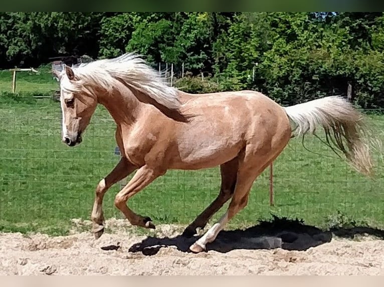 Deutsches Reitpony Wallach 3 Jahre 147 cm Palomino in Beverstedt