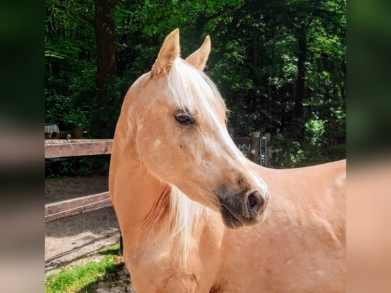 Deutsches Reitpony Wallach 3 Jahre 147 cm Palomino in Beverstedt