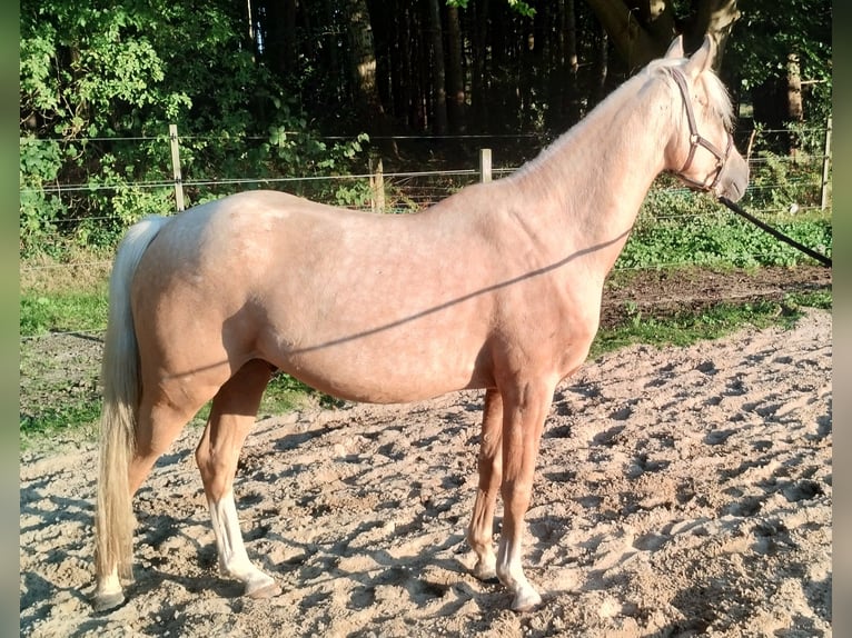 Deutsches Reitpony Wallach 3 Jahre 147 cm Palomino in Beverstedt