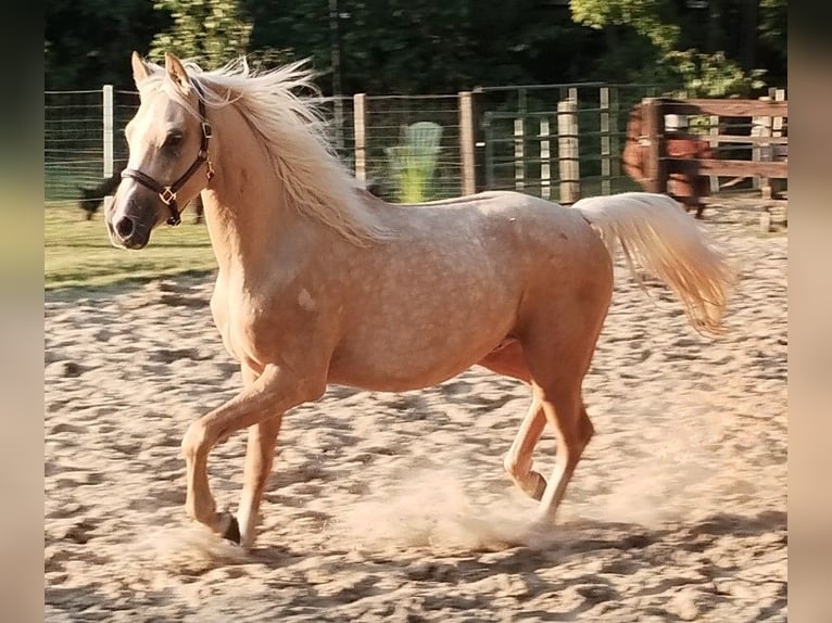 Deutsches Reitpony Wallach 3 Jahre 147 cm Palomino in Beverstedt