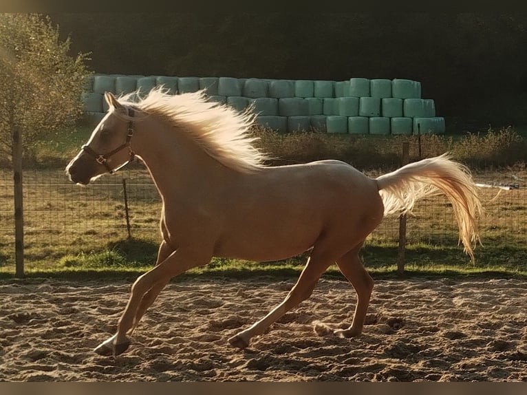 Deutsches Reitpony Wallach 3 Jahre 147 cm Palomino in Beverstedt