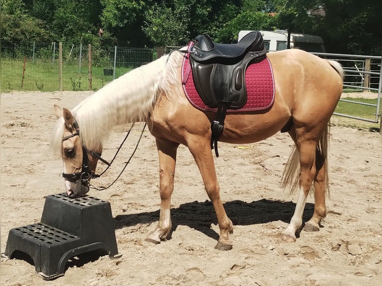 Deutsches Reitpony Wallach 3 Jahre 147 cm Palomino in Beverstedt