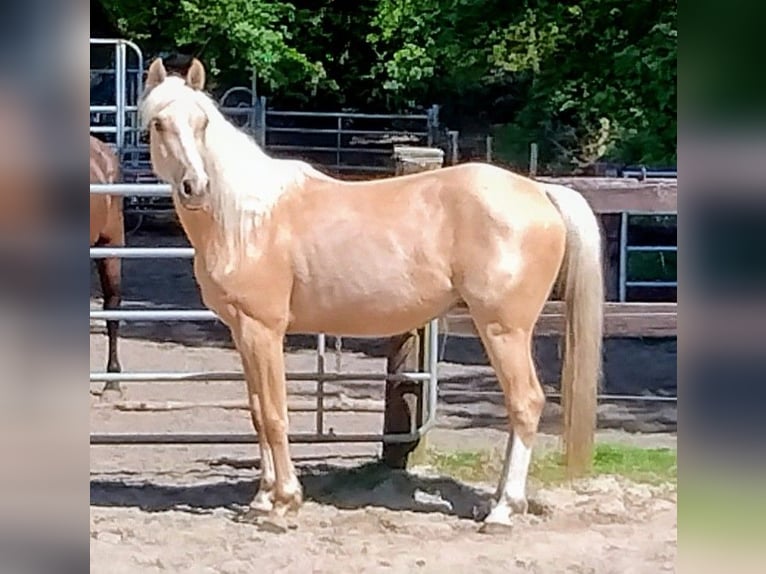 Deutsches Reitpony Wallach 3 Jahre 147 cm Palomino in Beverstedt