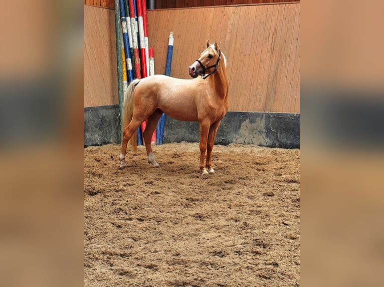 Deutsches Reitpony Wallach 3 Jahre 147 cm Palomino in Wegeleben