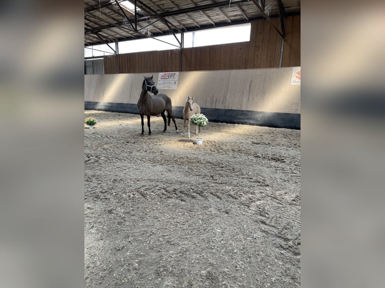 Deutsches Reitpony Wallach 3 Jahre 147 cm Palomino in Wegeleben