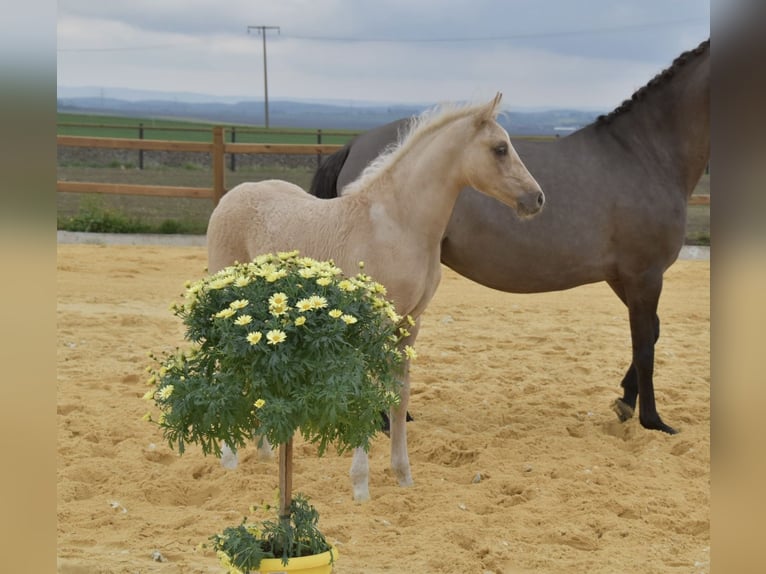 Deutsches Reitpony Wallach 3 Jahre 147 cm Palomino in Wegeleben