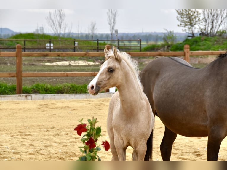 Deutsches Reitpony Wallach 3 Jahre 147 cm Palomino in Wegeleben