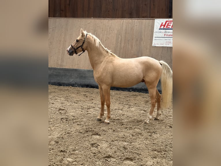 Deutsches Reitpony Wallach 3 Jahre 147 cm Palomino in Wegeleben