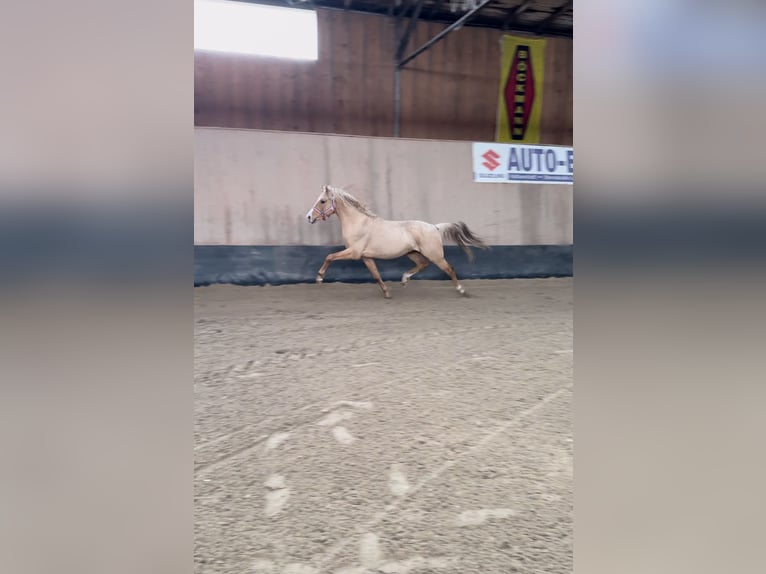 Deutsches Reitpony Wallach 3 Jahre 147 cm Palomino in Wegeleben