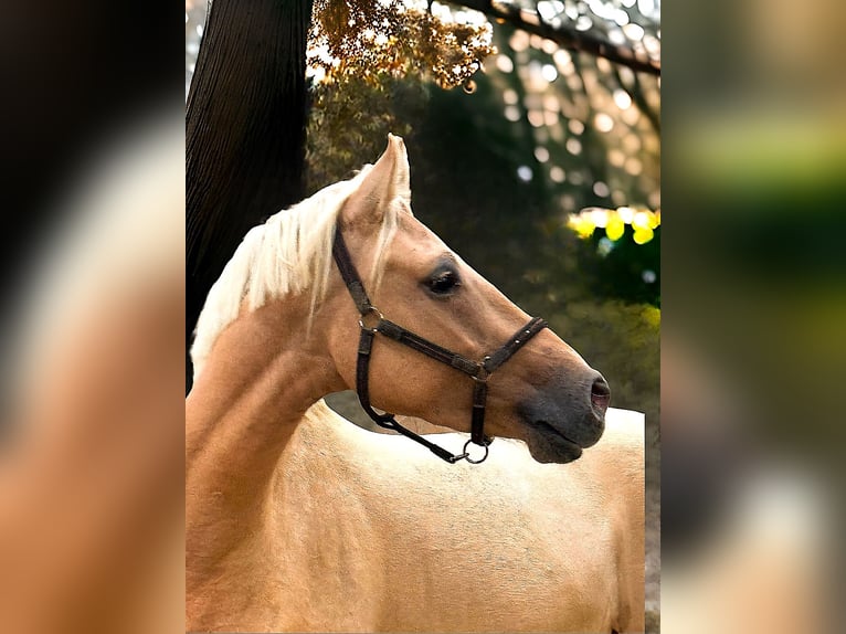 Deutsches Reitpony Wallach 3 Jahre 147 cm Palomino in Wegeleben