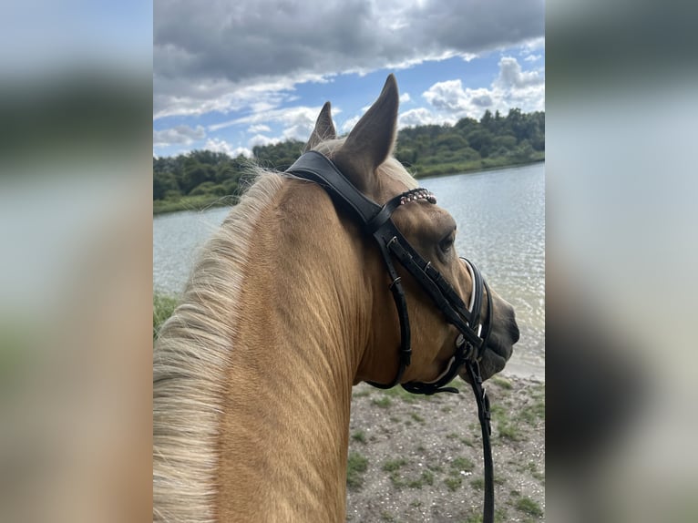 Deutsches Reitpony Wallach 3 Jahre 147 cm Palomino in Wangerland Hohenkirchen