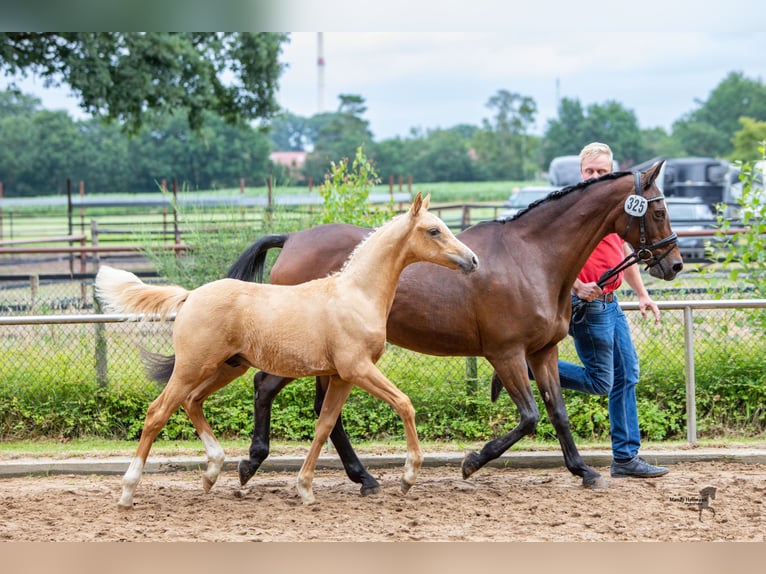 Deutsches Reitpony Wallach 3 Jahre 147 cm Palomino in Wangerland Hohenkirchen