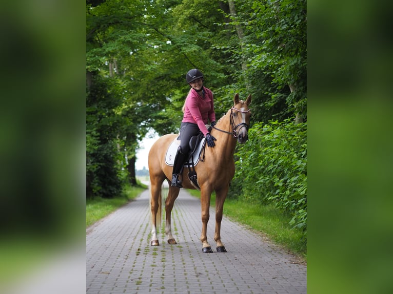 Deutsches Reitpony Wallach 3 Jahre 147 cm Palomino in Wangerland Hohenkirchen