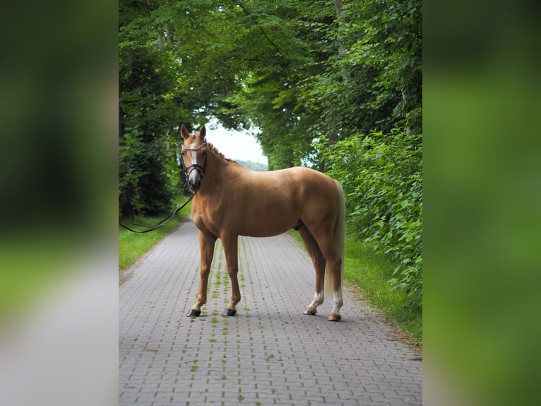 Deutsches Reitpony Wallach 3 Jahre 147 cm Palomino in Wangerland Hohenkirchen