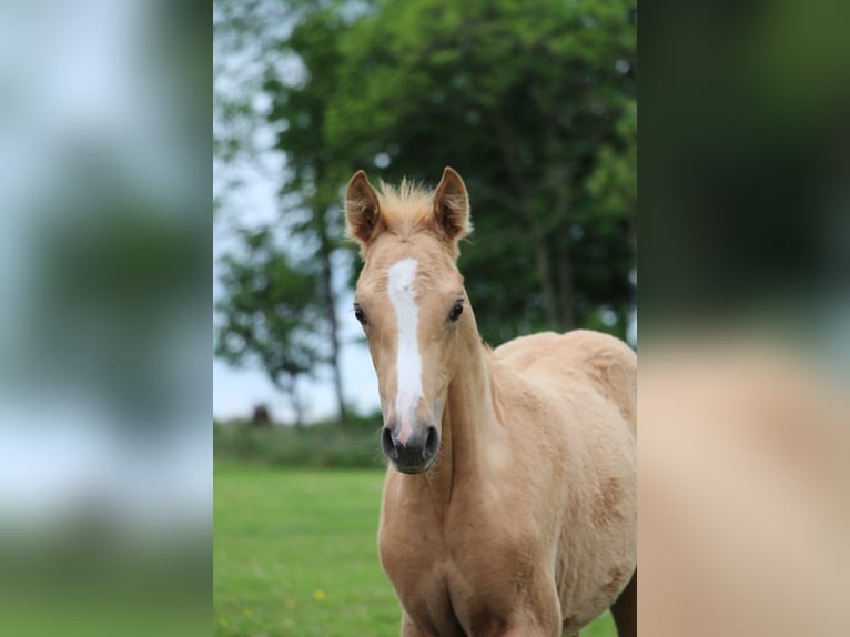 Deutsches Reitpony Wallach 3 Jahre 147 cm Palomino in Wangerland Hohenkirchen
