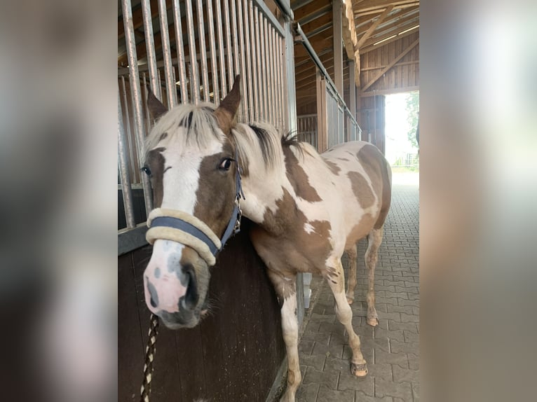 Deutsches Reitpony Wallach 3 Jahre 147 cm Schecke in Westerstede