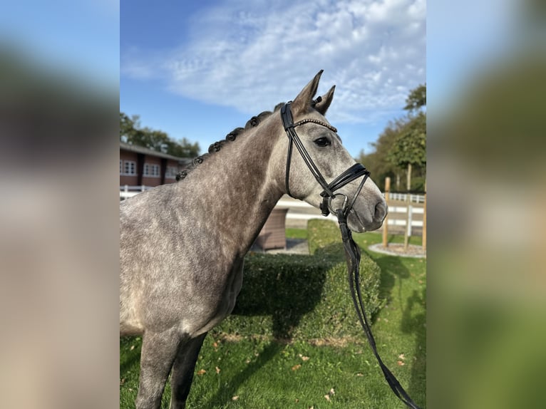 Deutsches Reitpony Wallach 3 Jahre 147 cm Schimmel in Lilienthal