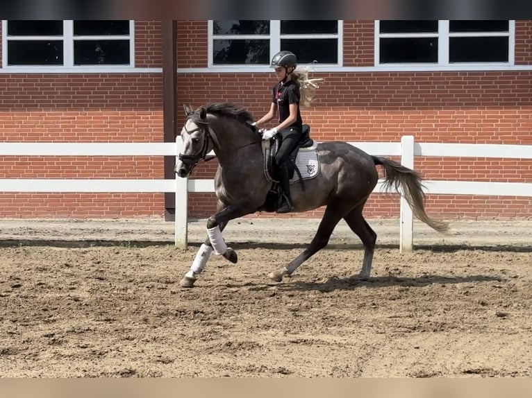 Deutsches Reitpony Wallach 3 Jahre 147 cm Schimmel in Lilienthal