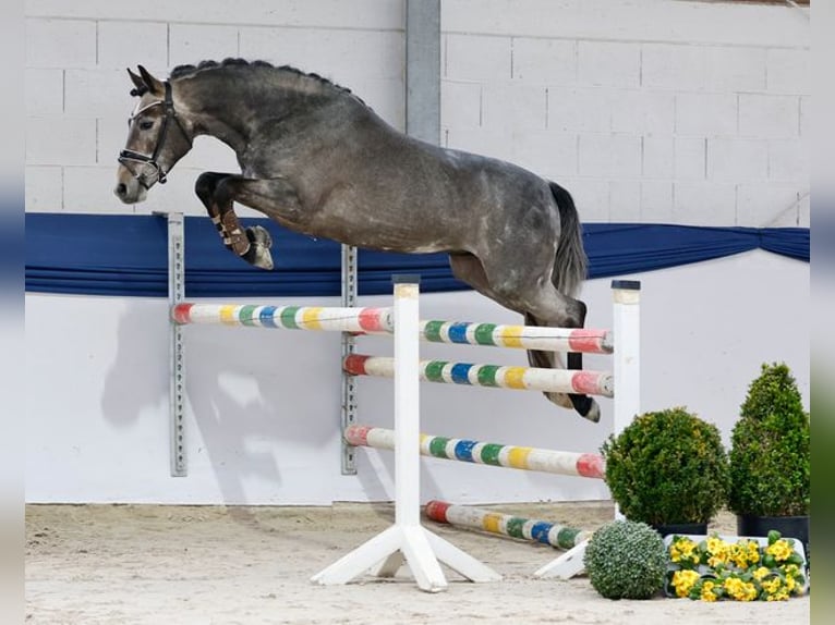 Deutsches Reitpony Wallach 3 Jahre 147 cm Schimmel in Marsberg