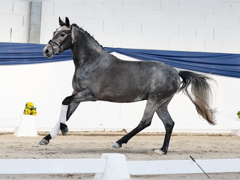 Deutsches Reitpony Wallach 3 Jahre 147 cm Schimmel in Marsberg