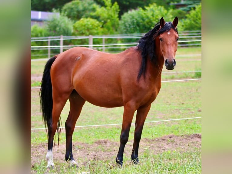 Deutsches Reitpony Wallach 3 Jahre 148 cm Brauner in Bruchhausen-Vilsen