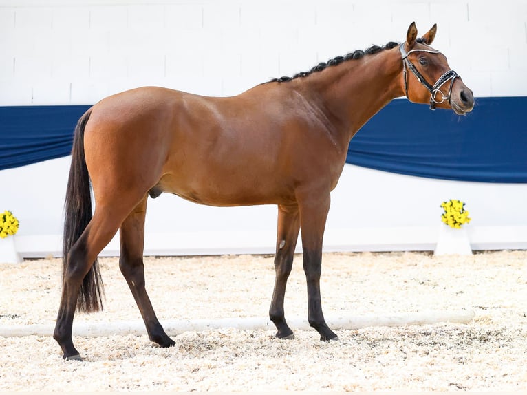 Deutsches Reitpony Wallach 3 Jahre 148 cm Brauner in Marsberg